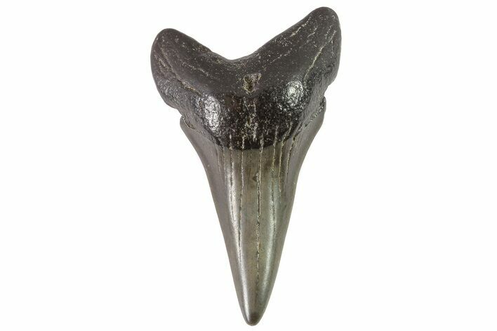 Large, Fossil Mako Shark Tooth - Georgia #75240